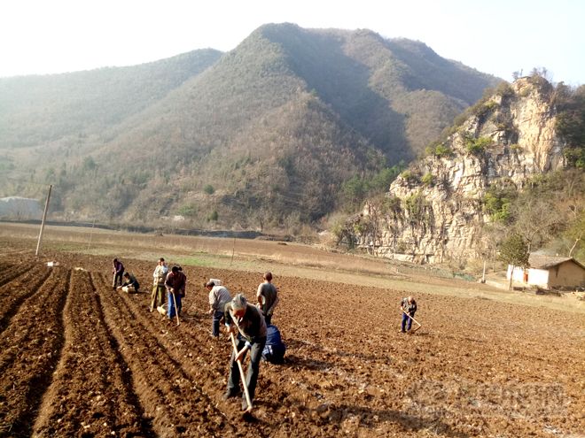 地产药材价格行情报道：黄柏、杜仲、麦冬、黄芪、党参 2019.12.14