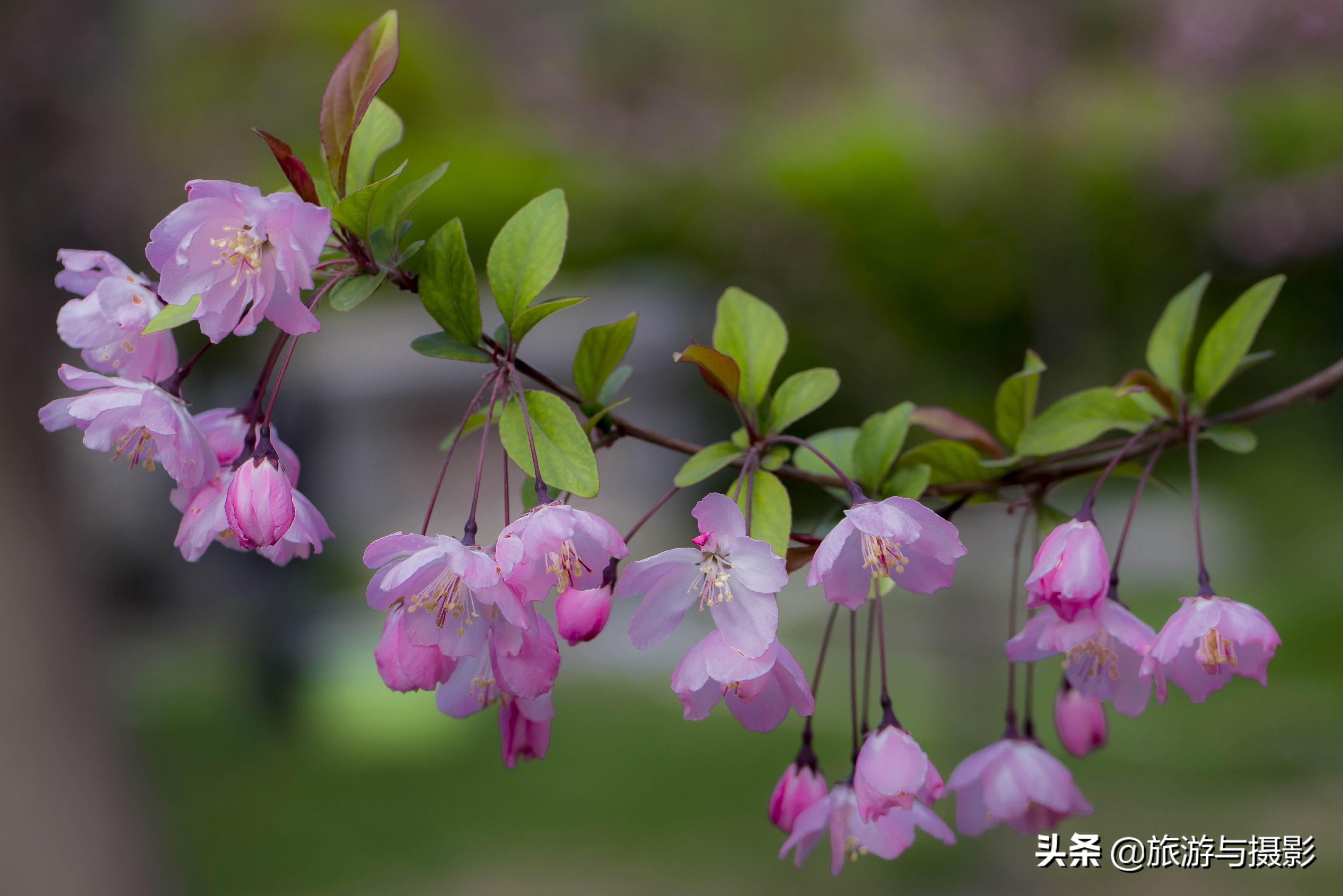 海棠花古诗美图38首