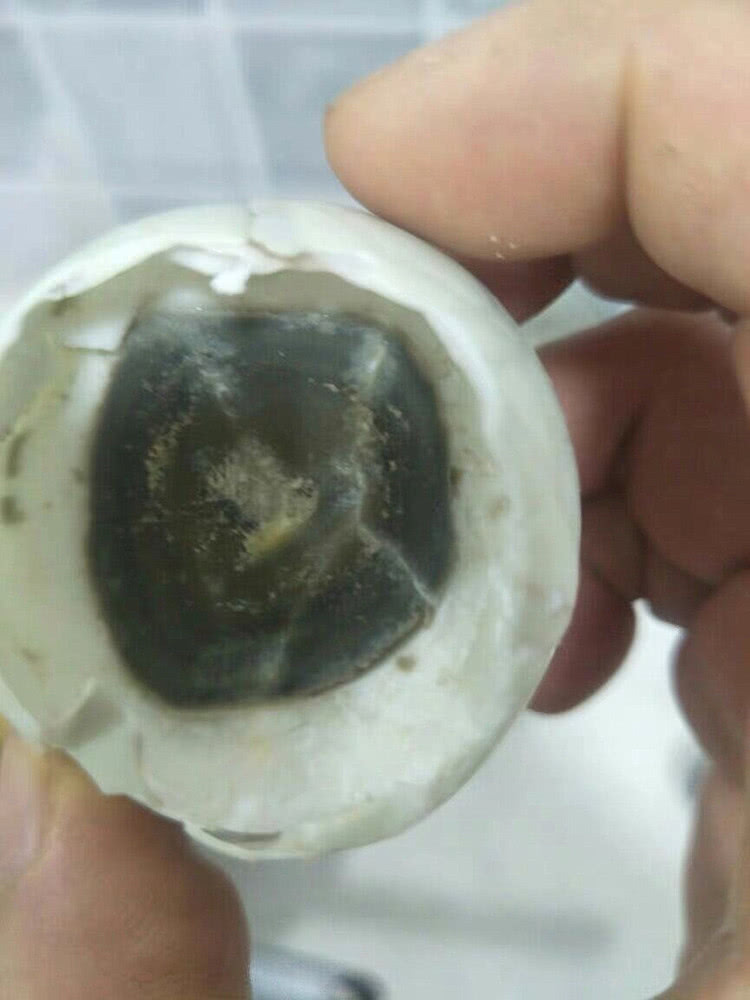腌臭了的鸡蛋和鸭蛋还能吃吗?可能和你想象中不太一样