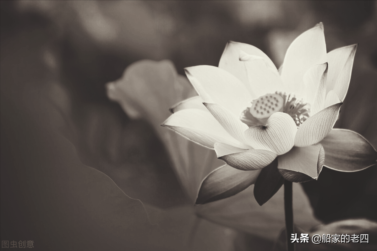 张氏独享，晨读时刻的专属语录