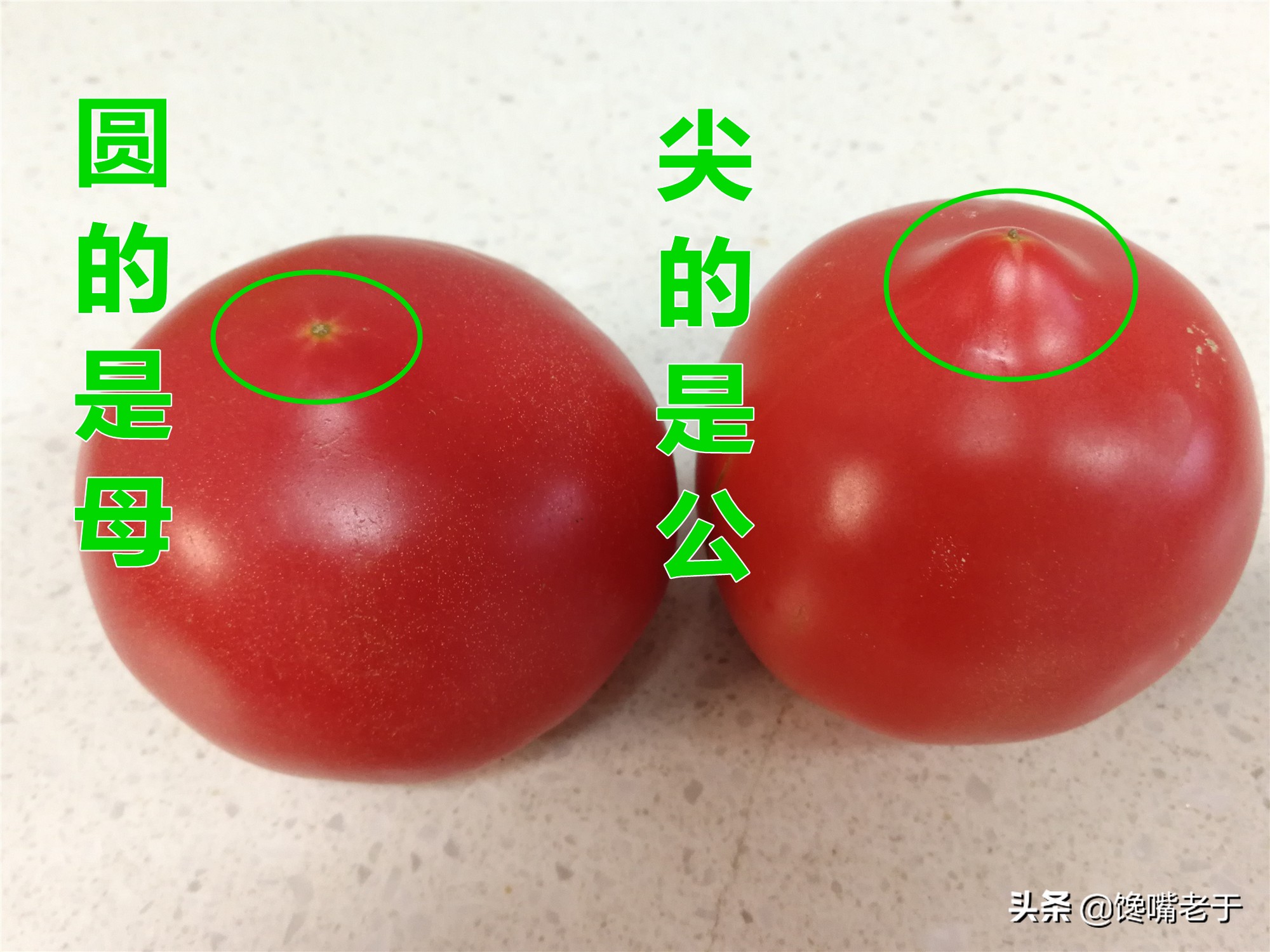 現(xiàn)在的西紅柿又酸又硬？老菜農(nóng)：牢記4點(diǎn)，沙甜多汁，一挑一個(gè)準(zhǔn)