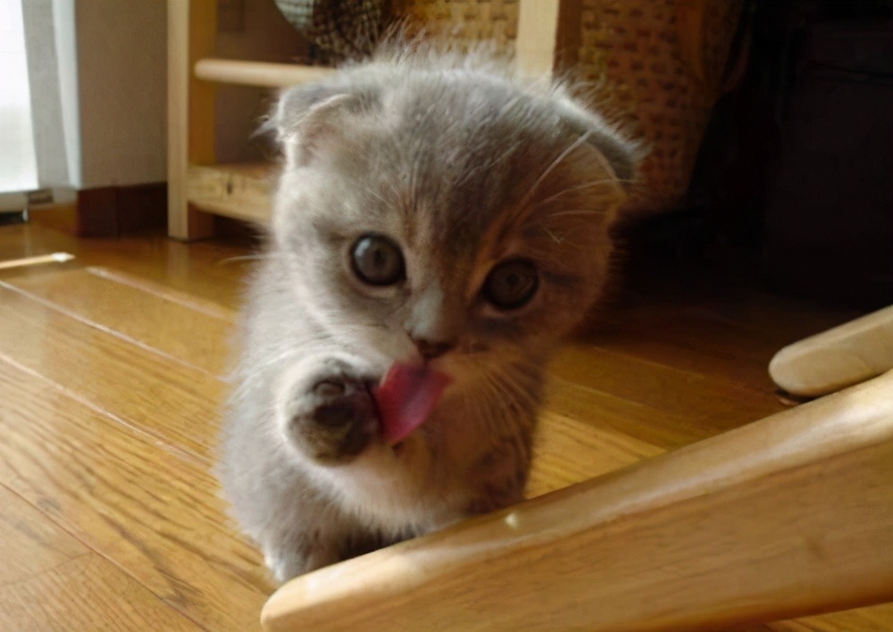 小猫什么时候开始吃猫粮（幼猫的饲养注意事项）