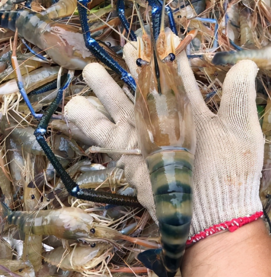 正在变异？巨型大虾入侵珠江，吃得多、长得快，土著鱼再遭打压