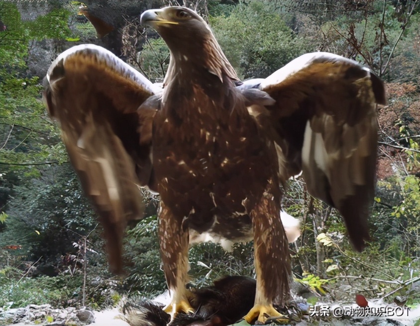 中国境内的“万鹰之王”——金雕，能单杀野狼，叼着山羊飞