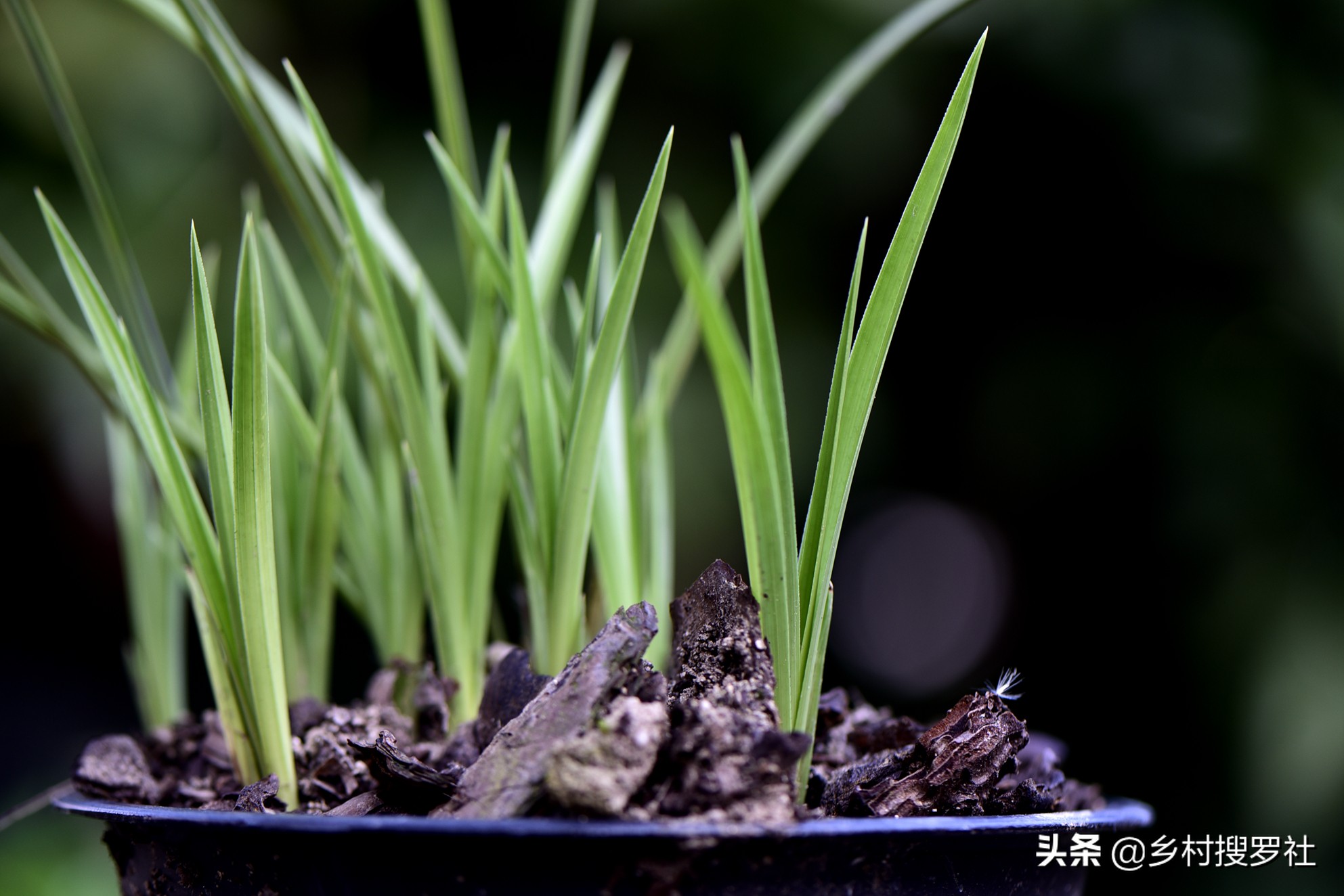 兰花怎么养才能旺盛？兰友：利用土肥水光风，养兰就容易了