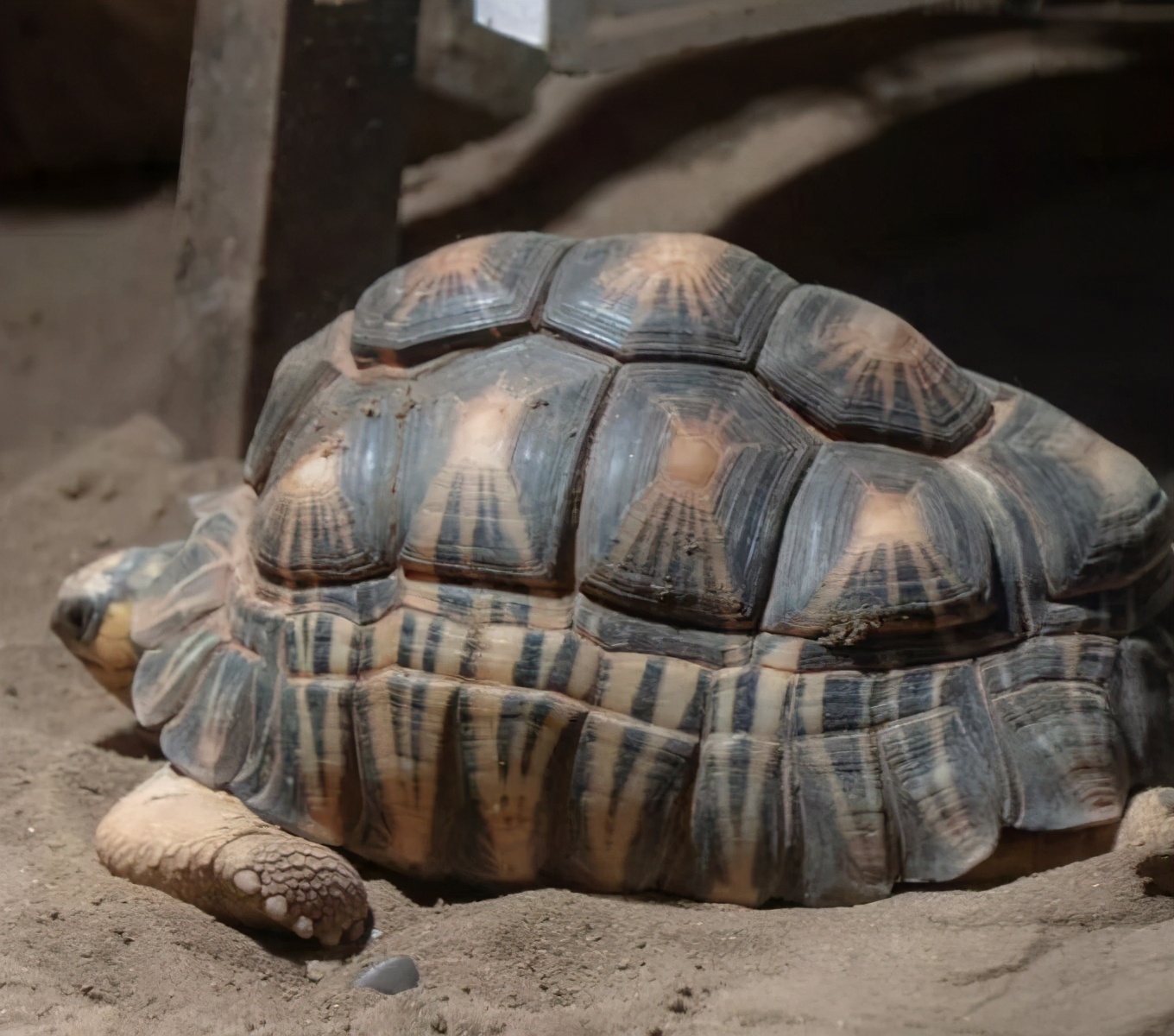 这只百岁象龟，从乾隆年间活到了现代，更是换了3个饲养员