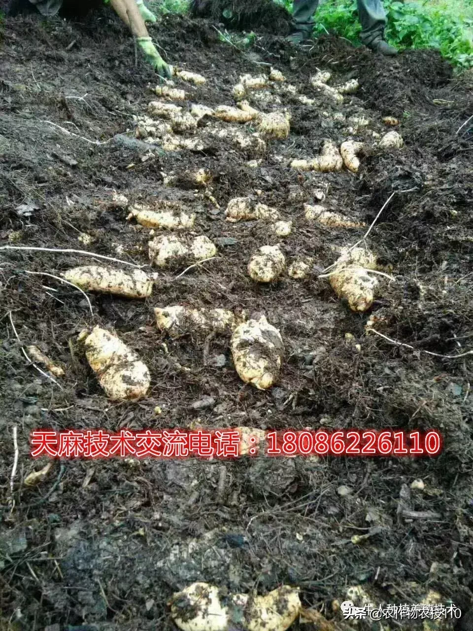种植仿野生天麻为什么收益那么高?