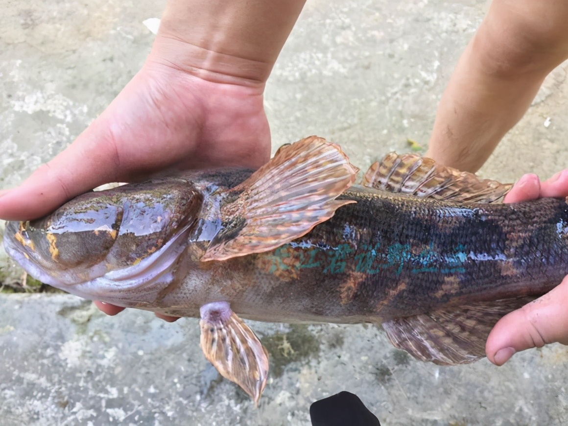 巴沙魚,淡水石斑魚,筍殼魚.海南外來物種氾濫,所幸都很鮮?