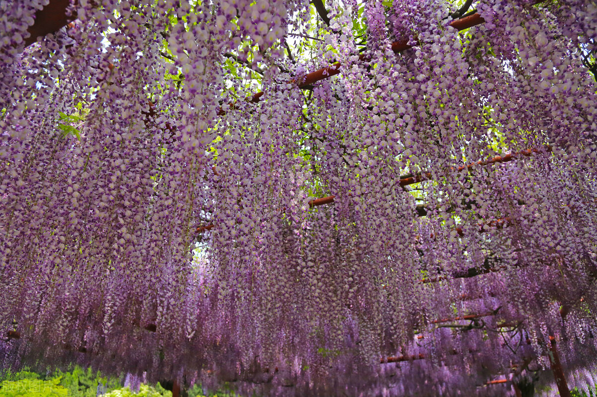 写作素材：描写花草的精彩段落，孩子写物描景作文不用愁啦