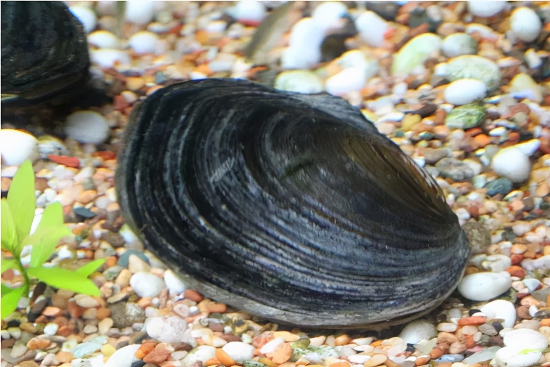 蚌,一般指蚌目(unionida)下的各种淡水贝类,常见的有三角帆蚌