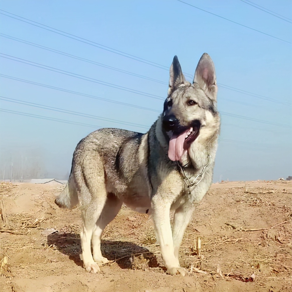 1,長相帥氣,魅力非凡狼青犬身體健壯,非常的酷帥,而