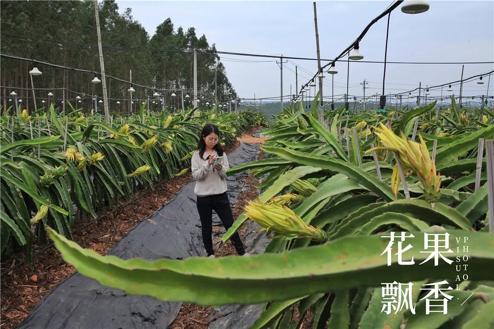 没钱别碰，这波土豪们主导的火龙果浪潮还能浪多久？