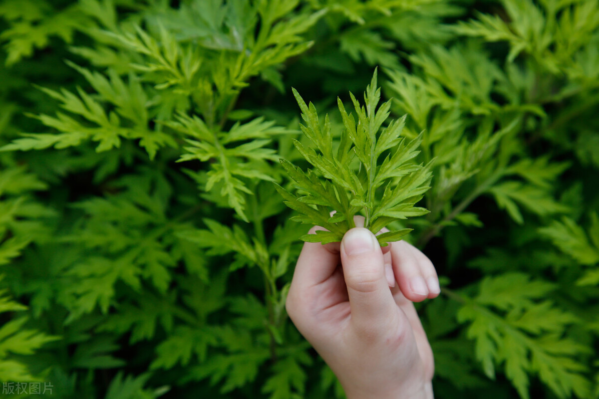 端午 | 碧艾香蒲处处忙,谁家庆端阳?