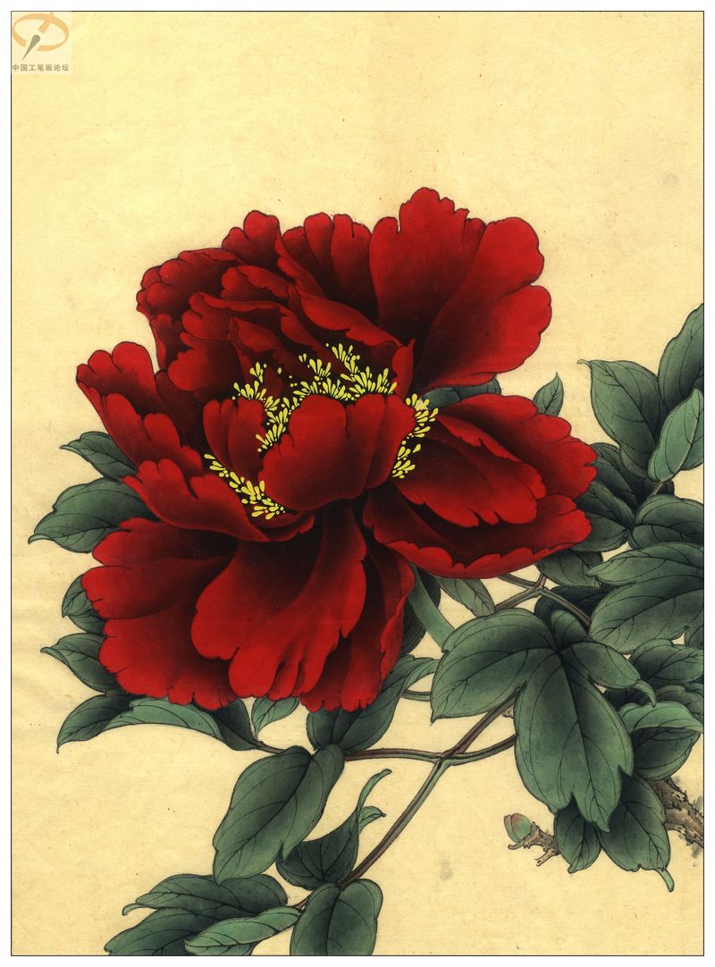 李晓明《牡丹》工笔画(着色绘制步骤图)第三辑