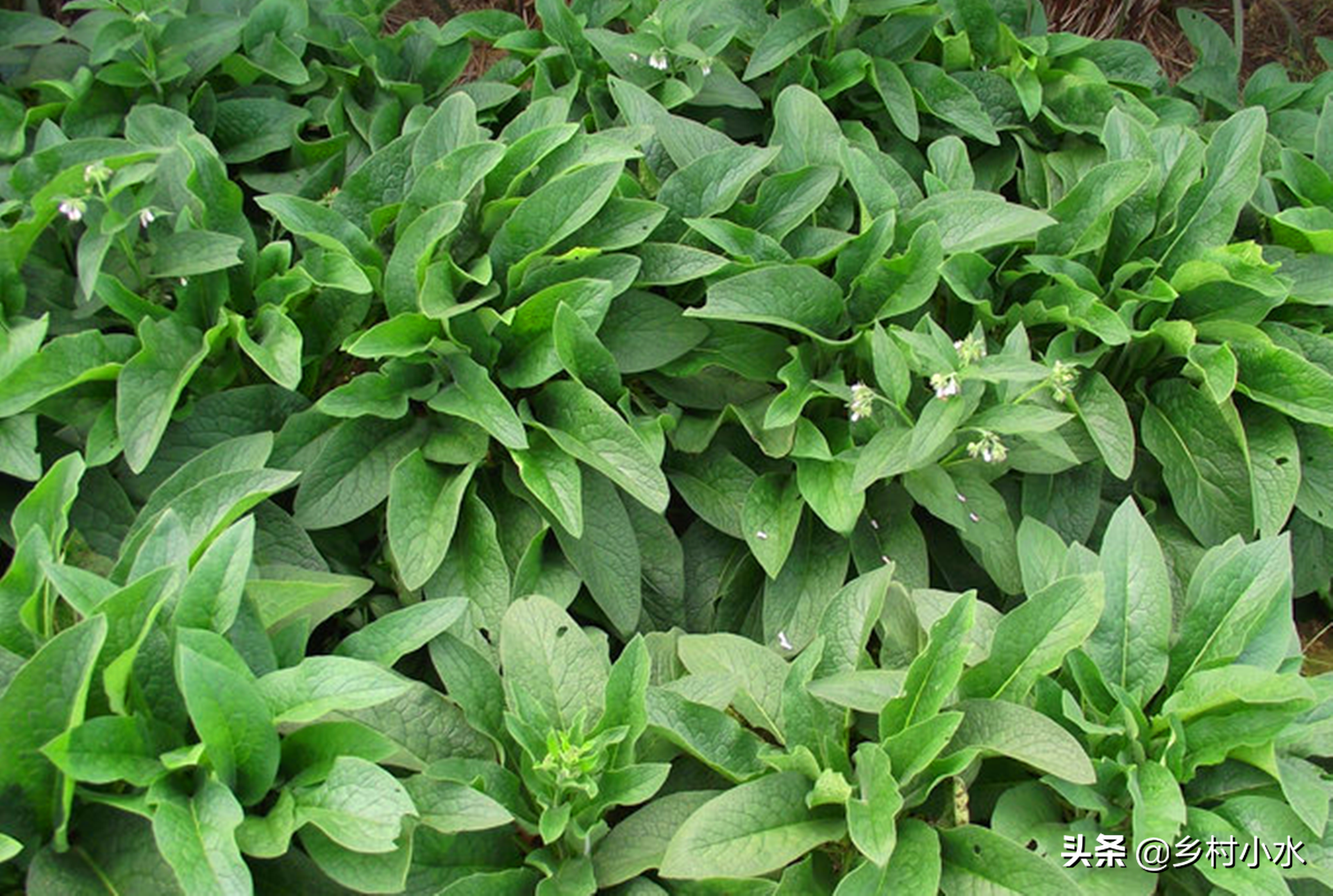 畝產(chǎn)30噸，俄羅斯飼料菜號(hào)稱“飼草之王”，種植一次可以收割10年