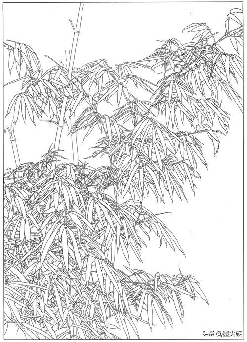 竹子高清白描线稿图片下载41幅