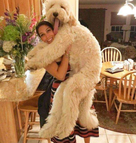 为什么大家都不太敢养"巨型贵宾犬"?原因有7点