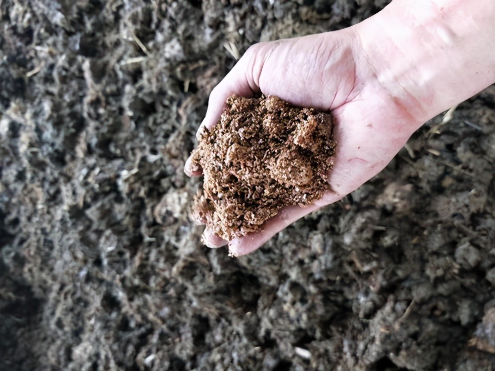 牛粪发酵最快方法(发酵牛粪最方便的方法)