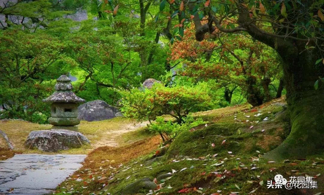 日式庭院该配什么植物？怎么配？看这里