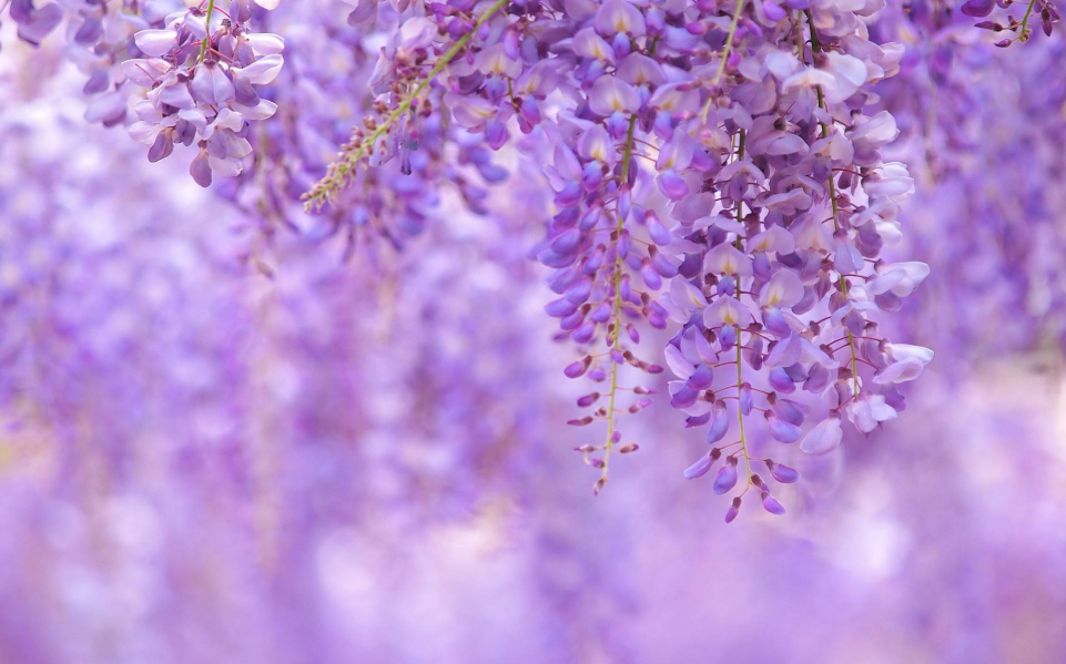 【诗词鉴赏】古诗词里的紫藤花，花团锦簇，如梦似幻！