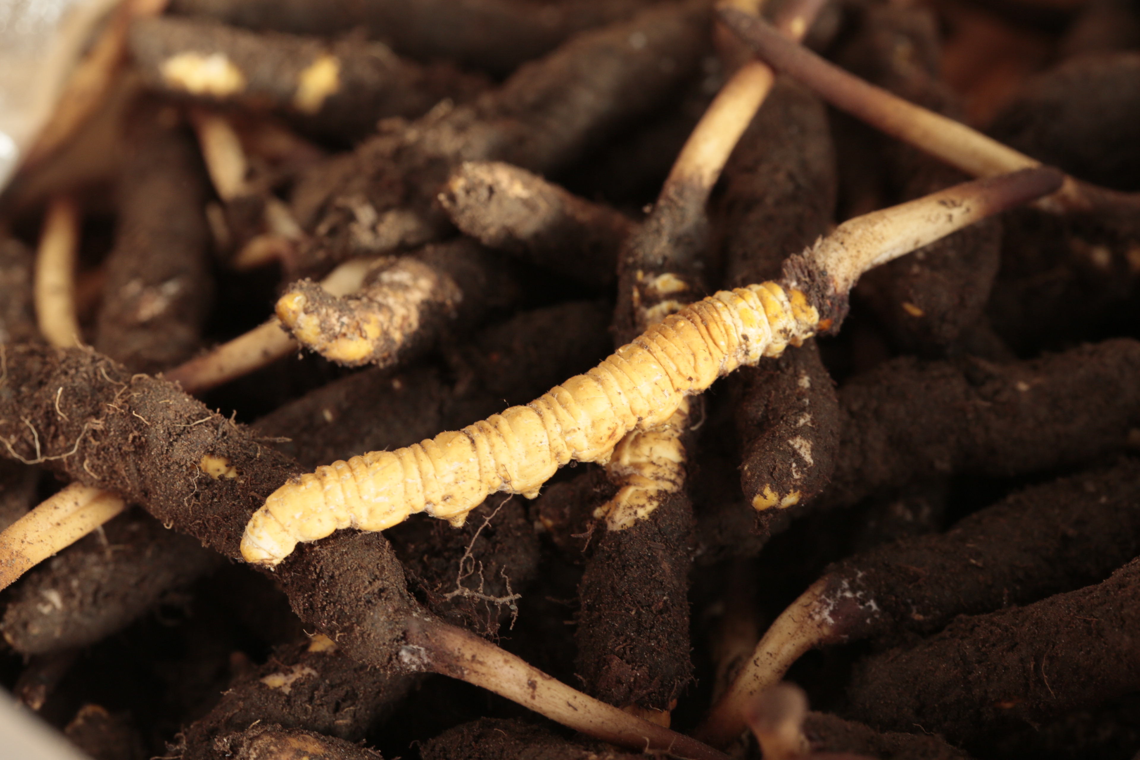 冬虫夏草不便宜，买回家要“正确保存”，价值高成分不受影响