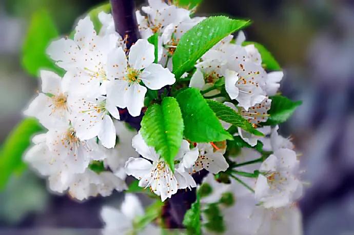 樱桃花和樱花的区别是什么（樱花和樱桃花的不同点）