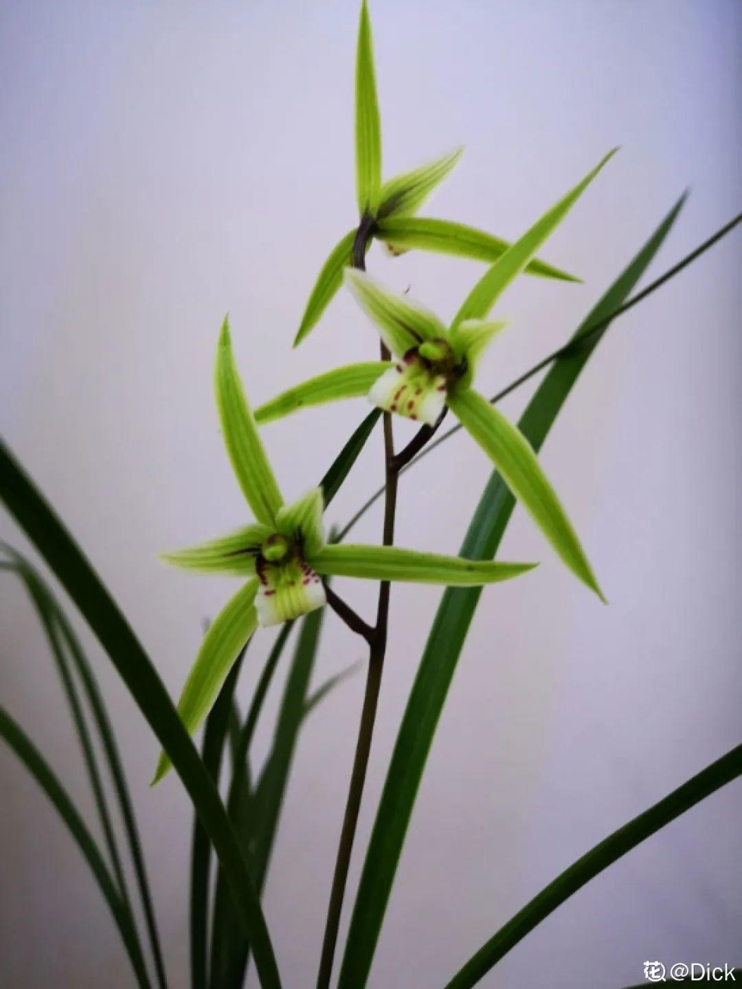 屋里养盆“香水花”，活脱脱的“活香水”，满屋香味还特别耐寒