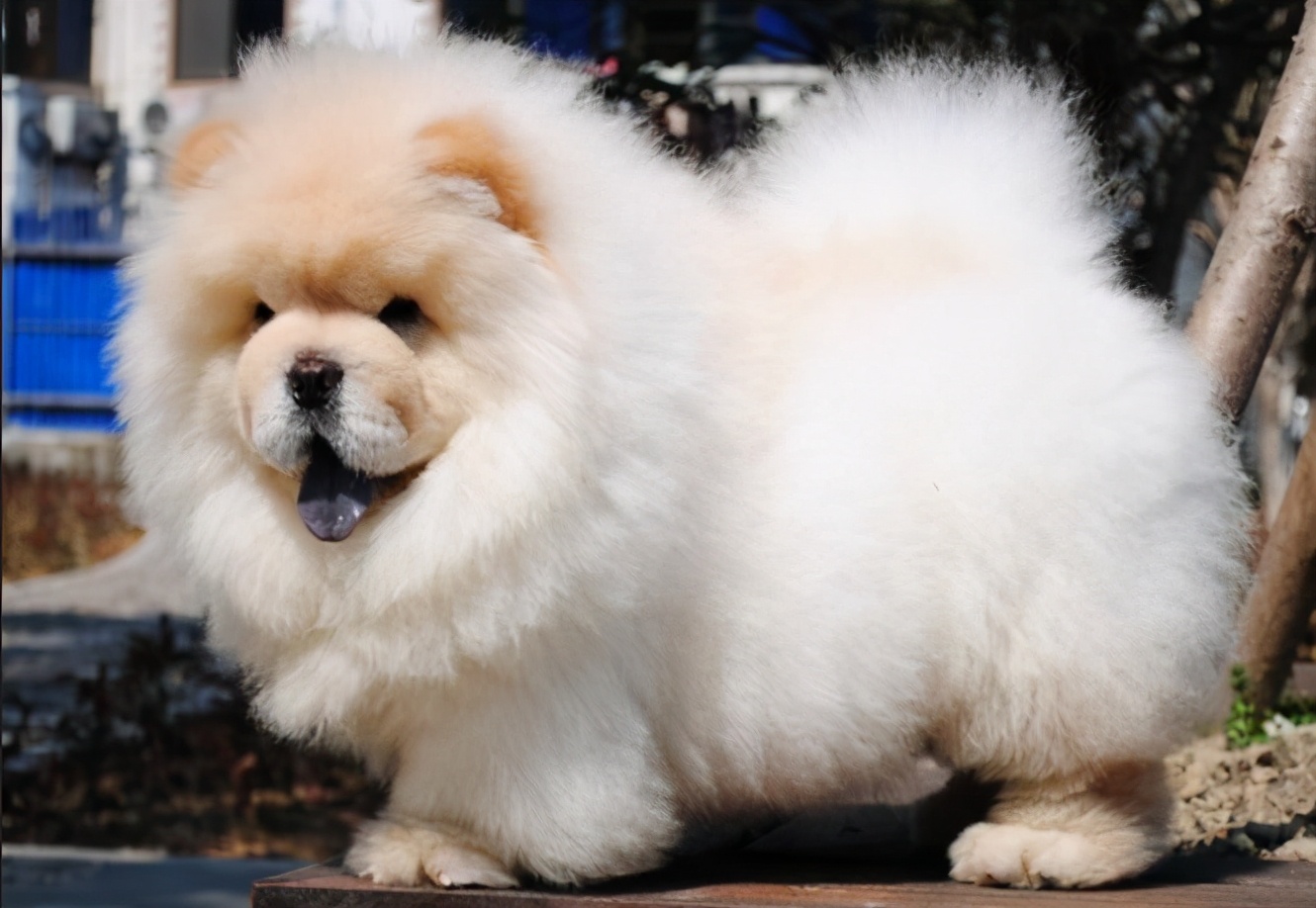这些“中国造”的优秀犬种，你认识几个？