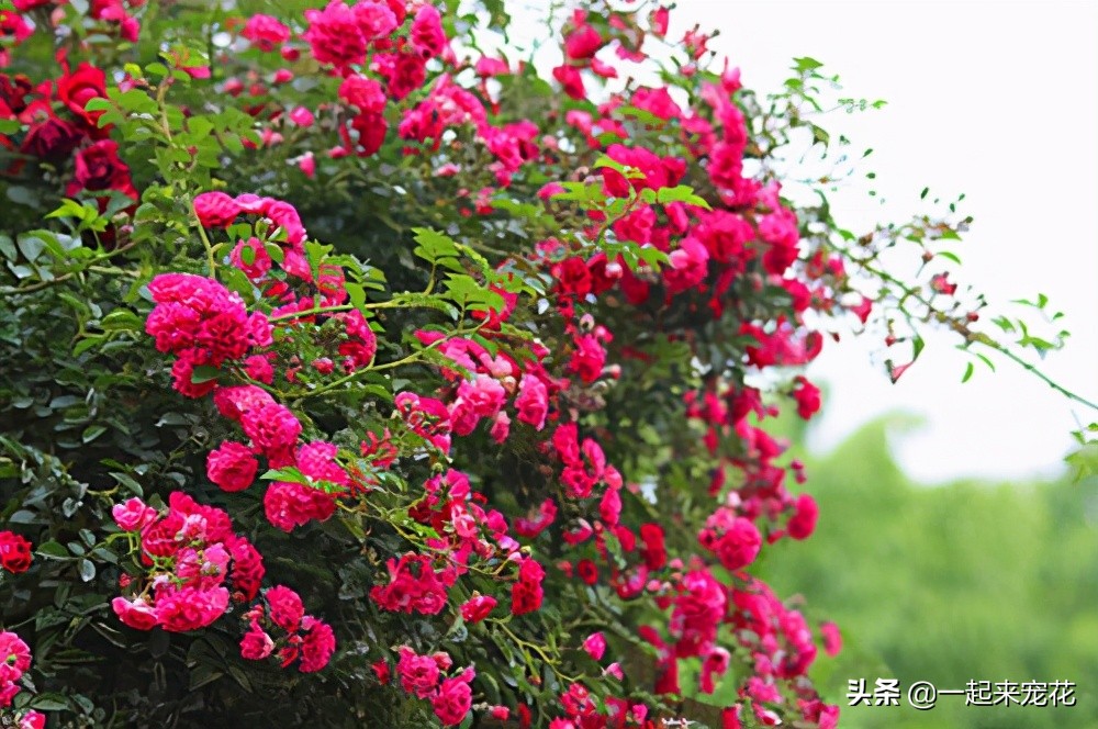 红木香爬藤月季花期（科普关于红木香的小知识）