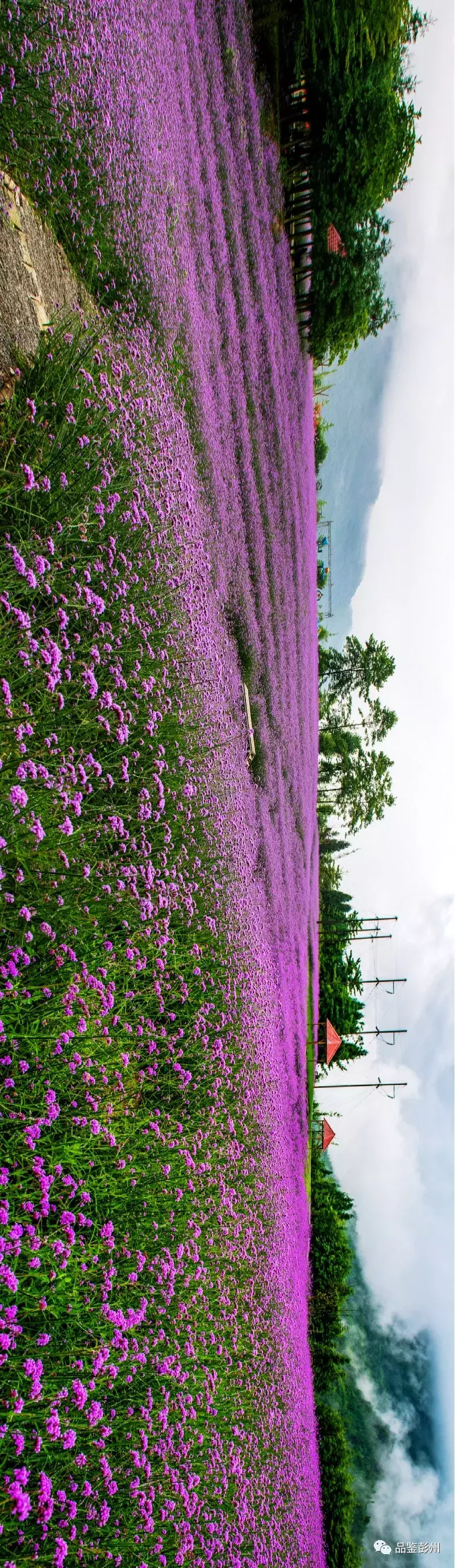 惊艳！蜂鸟闹花枝，彭州这片百亩紫色花海浪漫如仙境