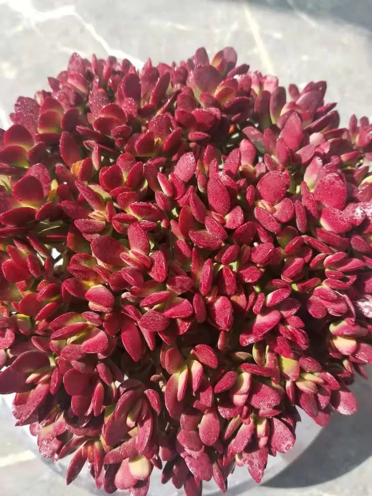 爱机车，爱多肉，宝妈花姐的诗和远方