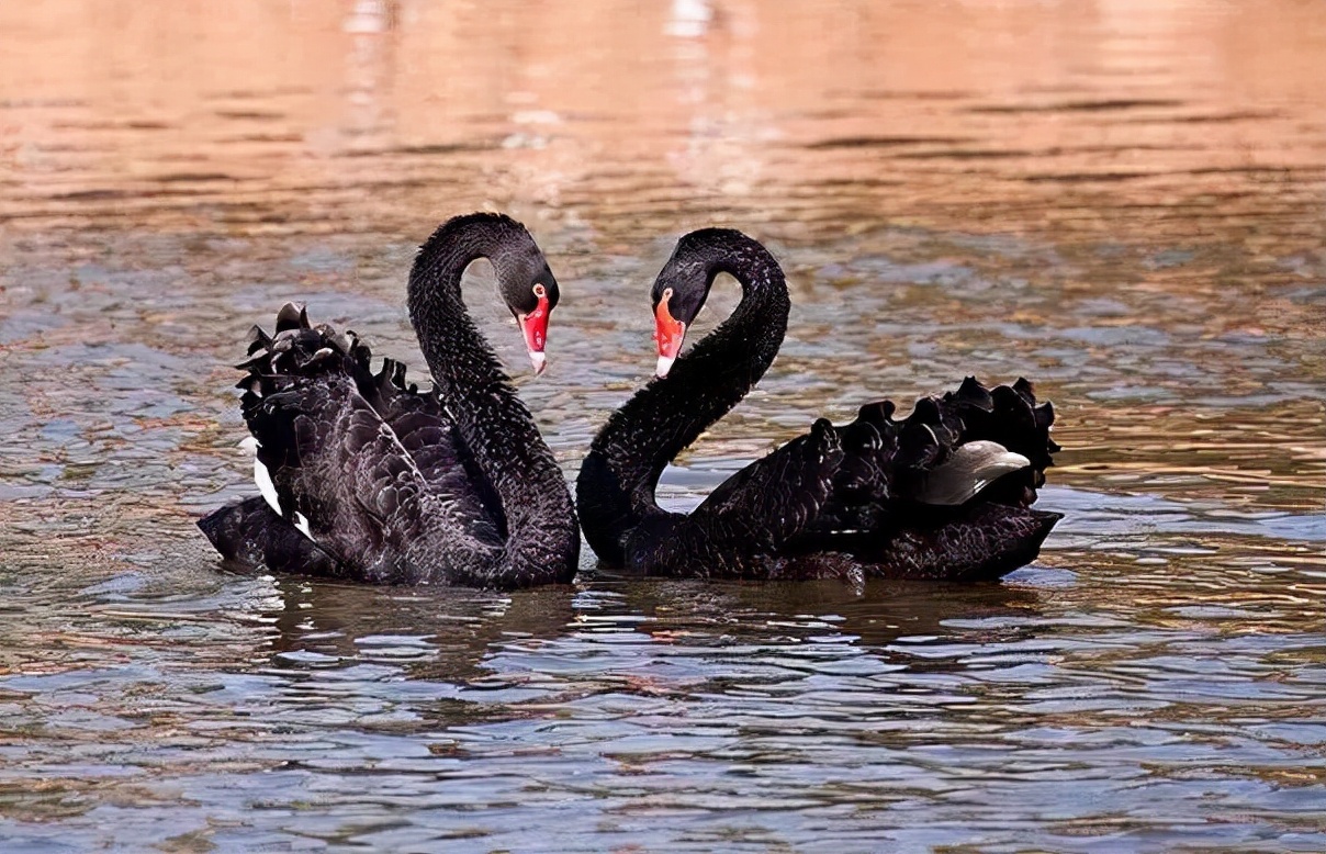 纯黑色无脊椎动物较少,大多数种类是一些棘皮动物,如海参,海胆,海蛇尾