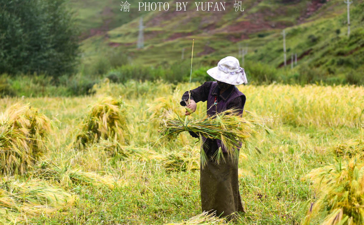 西藏青稞迎来丰收季，有的还用上了机械化，颇似江南秋收的场景
