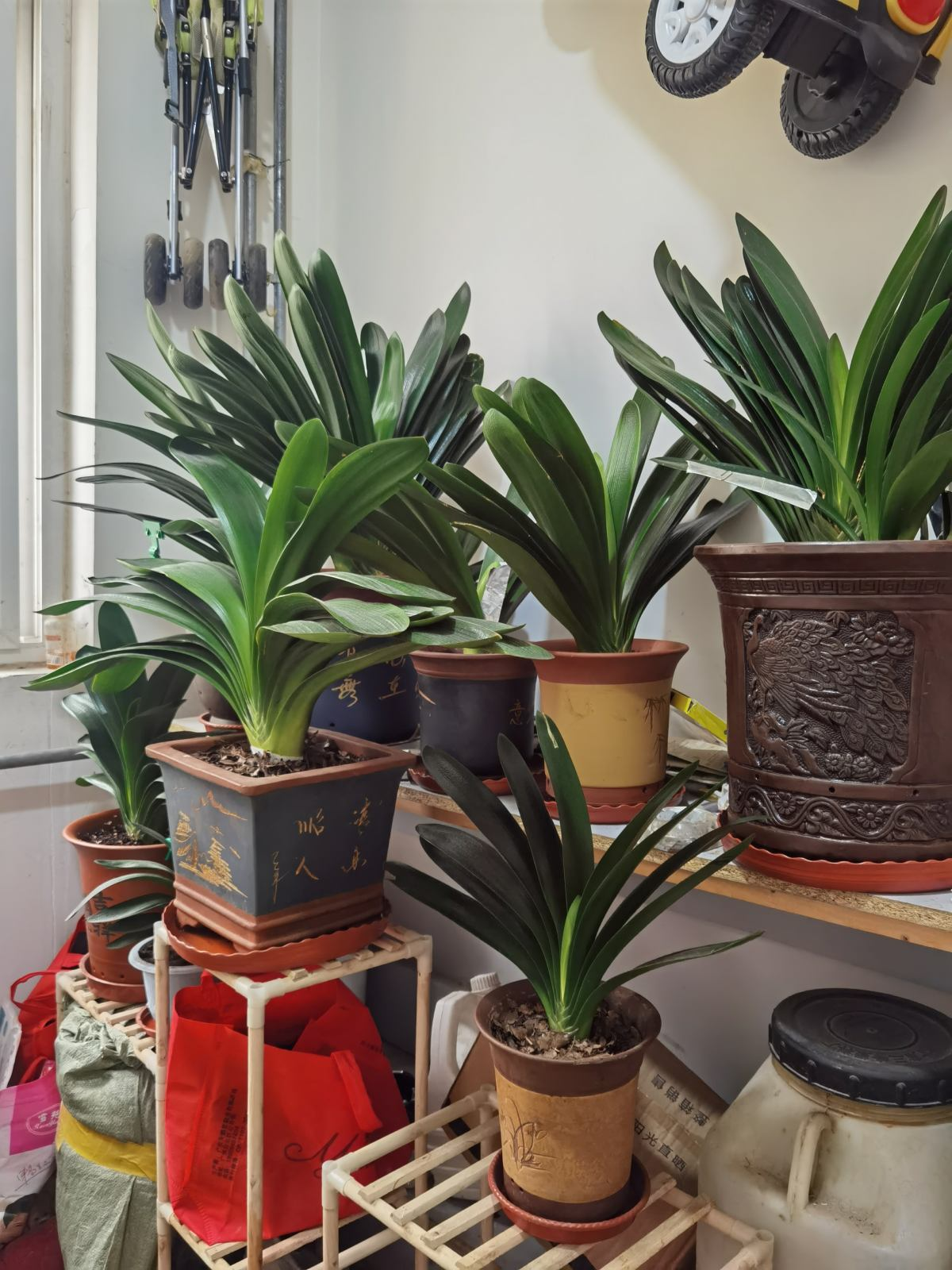 能“养人”的10种花，有的能吸废气、有的可以食用，种了不后悔