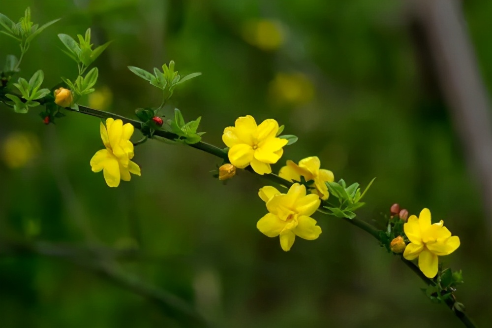 迎春花的品質(馴化百花之中開花最早的迎春花)