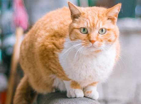 最好“养”的猫咪排名榜来了，第1名当之无愧