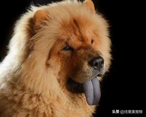 世界名犬松狮,其前身,原来是被广东人称为獢獢的中国本土犬
