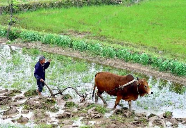 寡妇年是什么意思,2021年寡妇年是什么意思