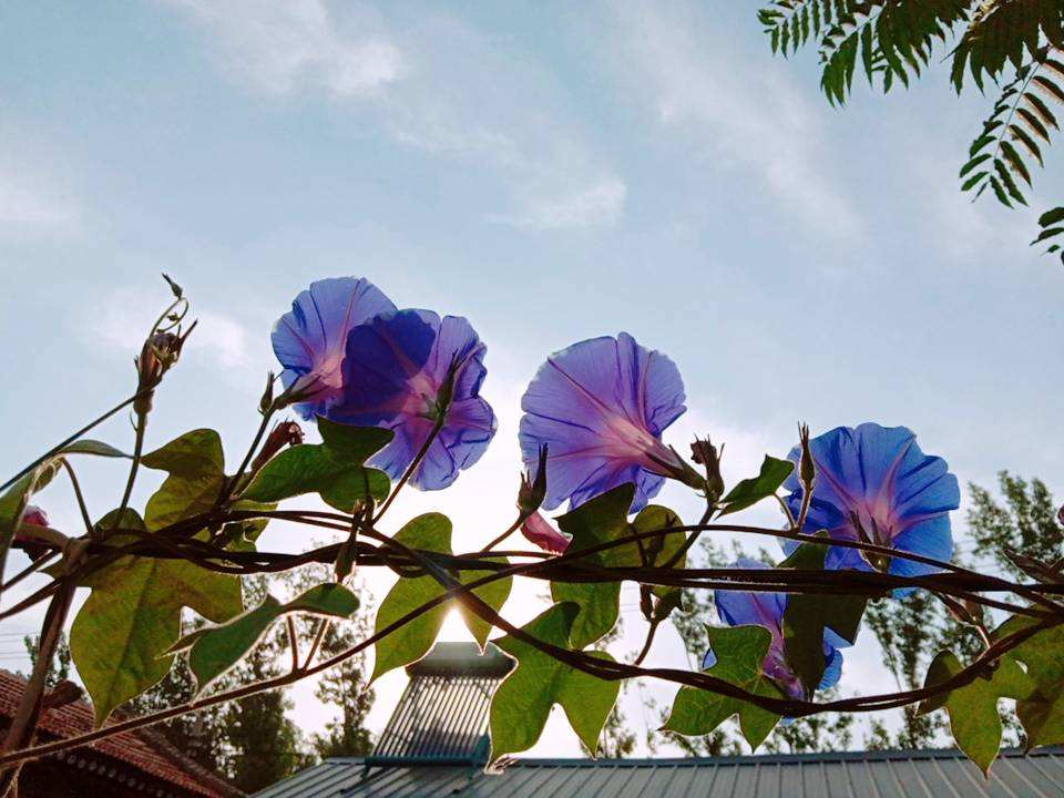 牵牛花的习性(看惯了普通花色，换牵牛花试试，开盲盒般的惊喜花色)