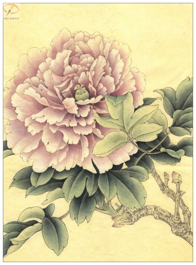李晓明《牡丹》工笔画(着色绘制步骤图)第三辑