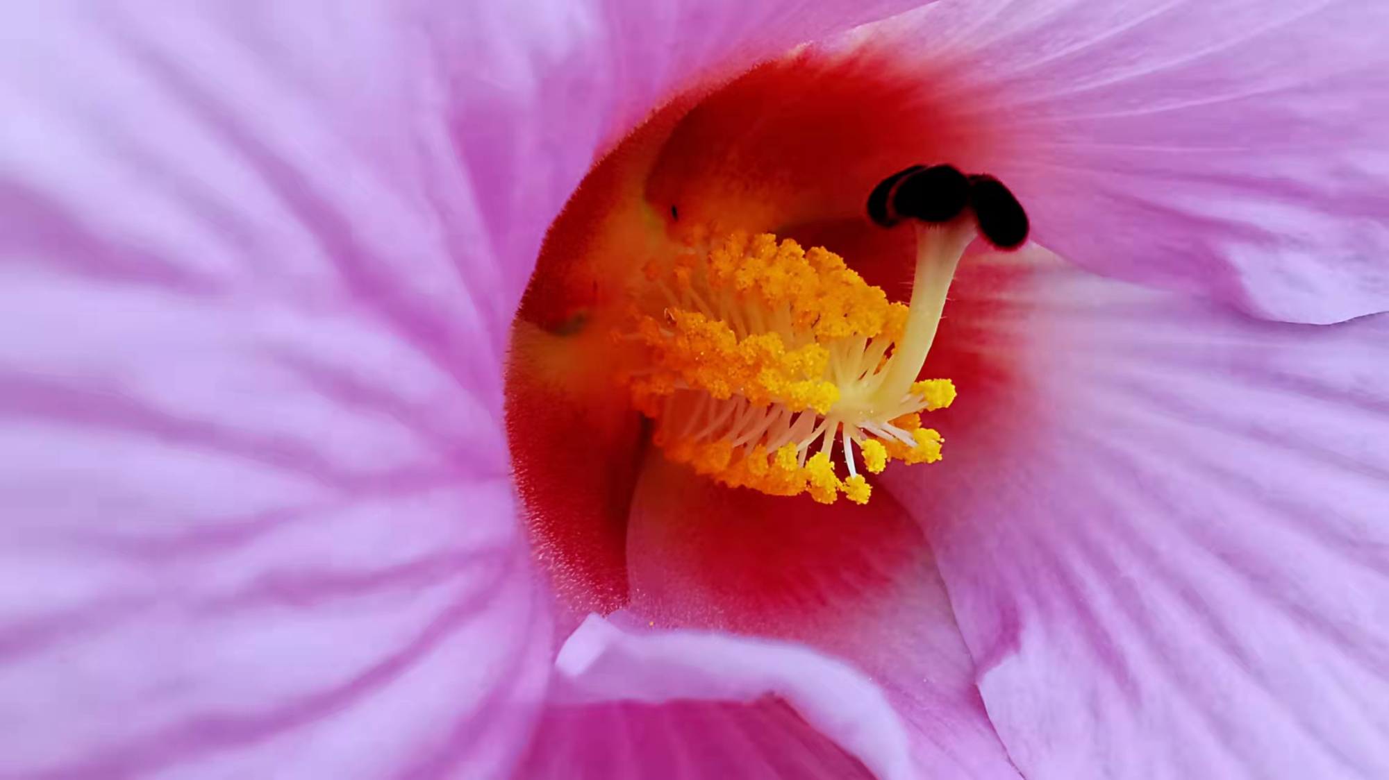 盛世芙蓉开，大运成都来