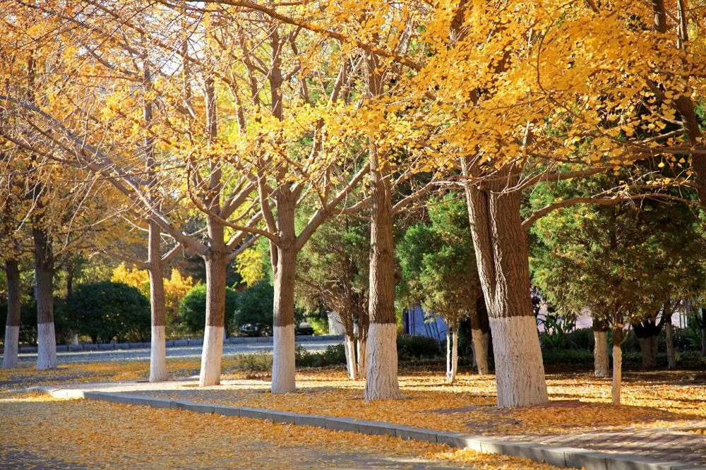 辽宁大学文化景观：银杏路