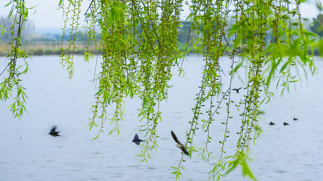 輕風細雨,惜花天氣.讀春分的古詩詞,邂逅舊時春光