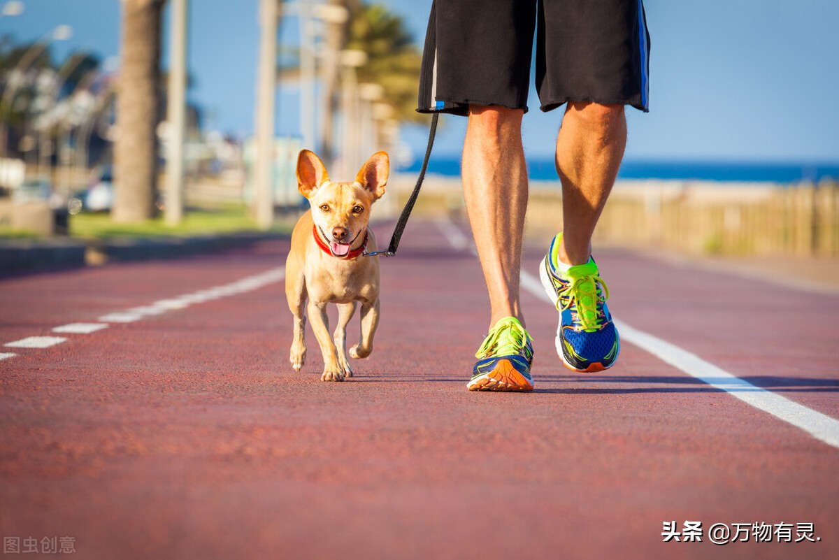 狗狗不愿意穿戴狗绳怎么办？