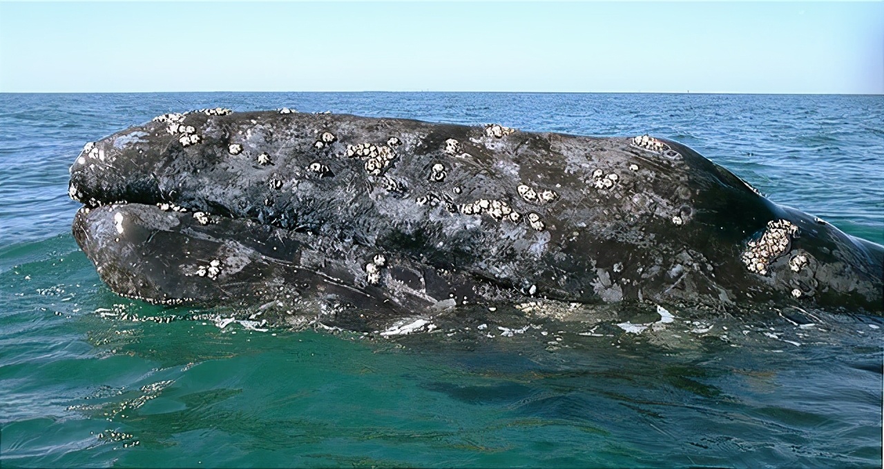 藤壶有多可怕?到处寄生造成破坏,甚至会寄生在鲸鱼的隐私部位