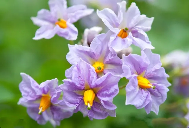 马铃薯花开在盛夏,想起明亮的童年,虽然它常和古诗词擦肩而过