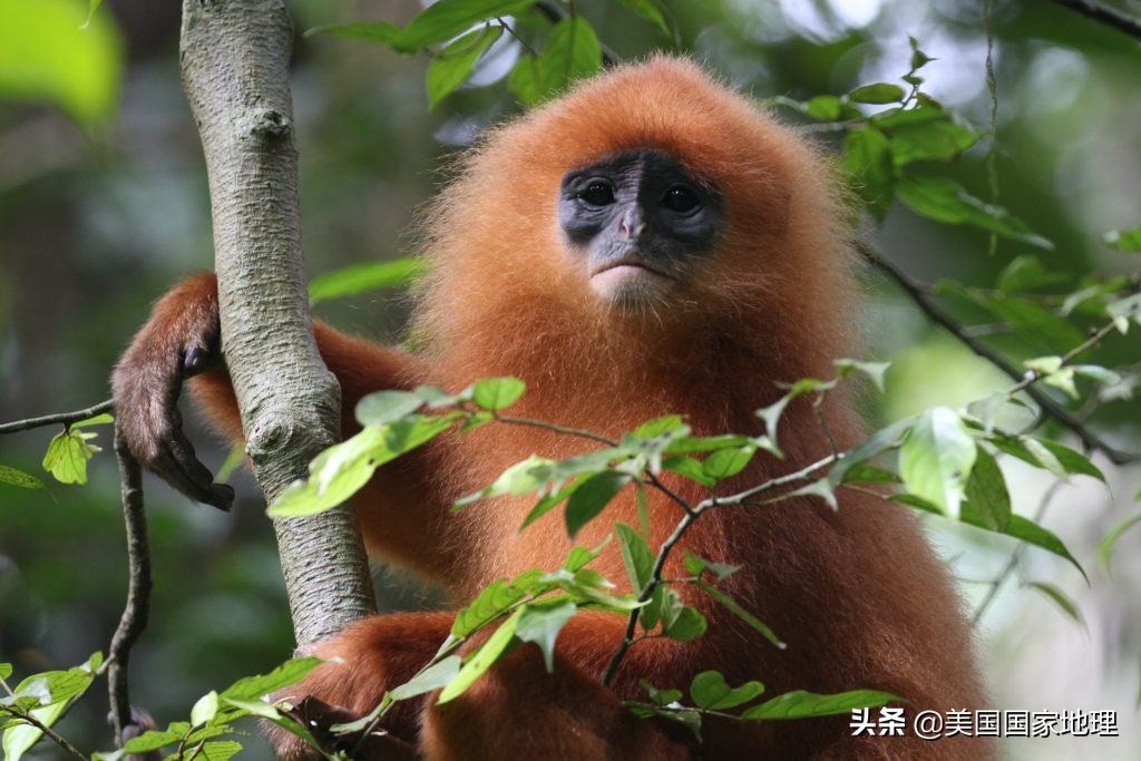 lemur是什么动物(为什么有些红毛猩猩的”腮帮子“没那么大？)