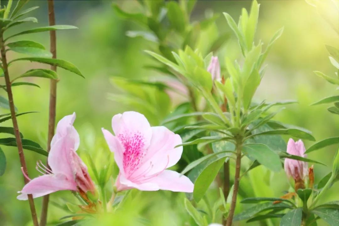 什么花春天开（盘点15种开在春天的绝美花）