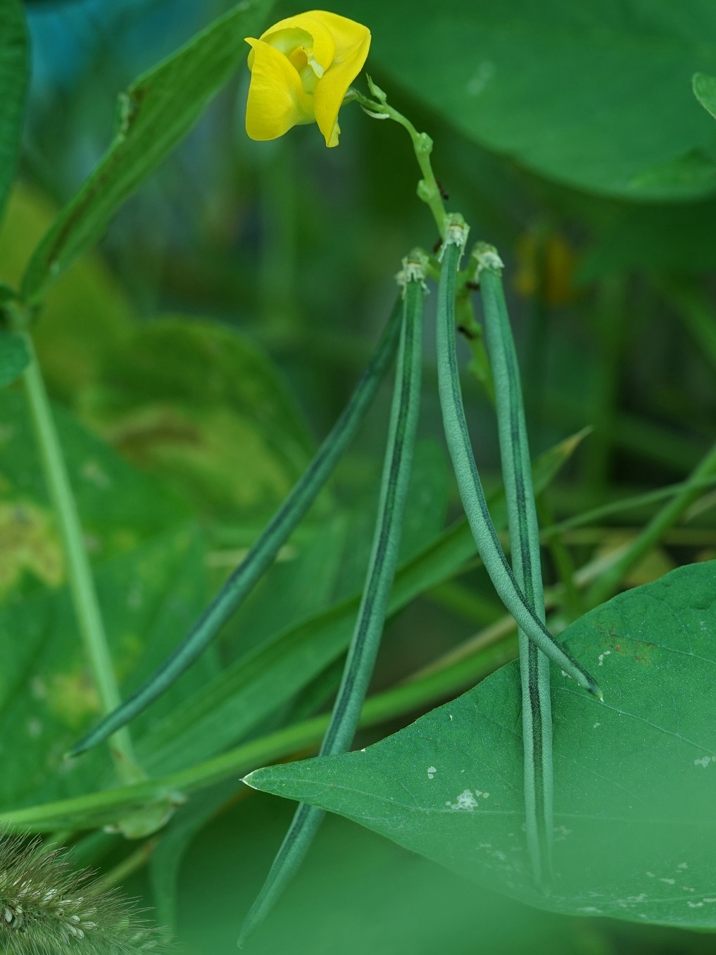 豆科植物有哪些品種中國豆類大全