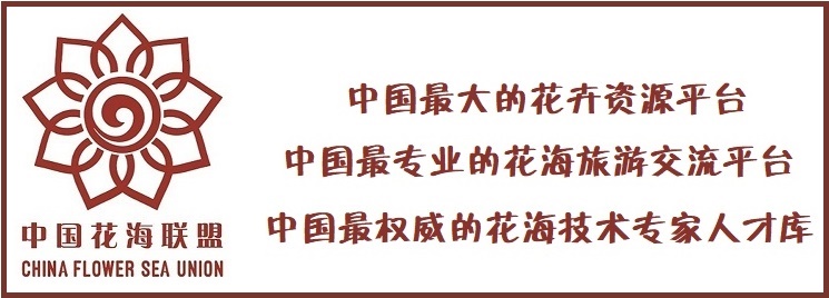 篮球世界杯为什么用花球(世界杯：送球不好，不如送些“花球”吧)